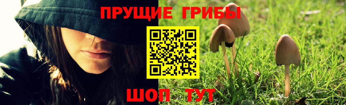 Псилоцибиновые грибы GOLDEN TEACHER  закладка  Псилоцибиновые грибы Psilocybine cubensis  Михайловка  Вход с VPN 